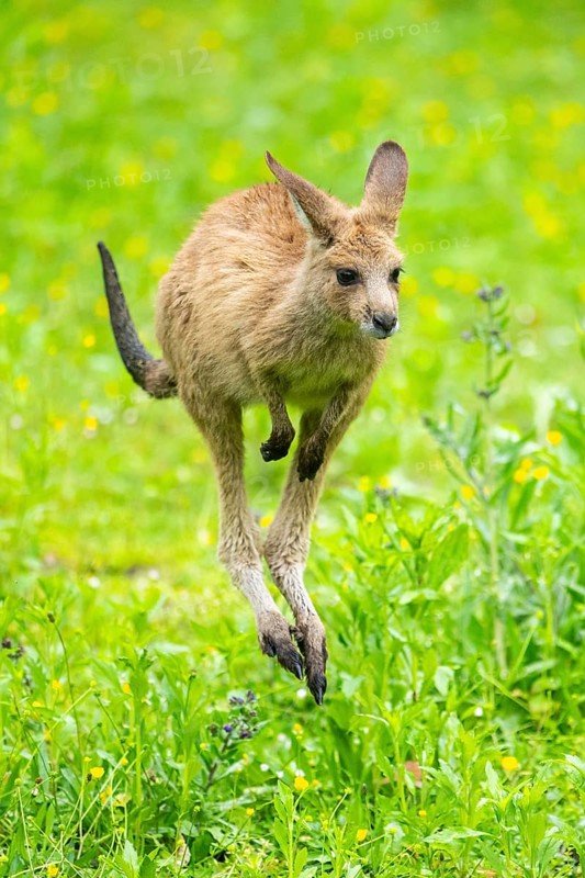 Eastern grey kangaroo (Macropus giganteus) on a meadow, Bavaria, Germany