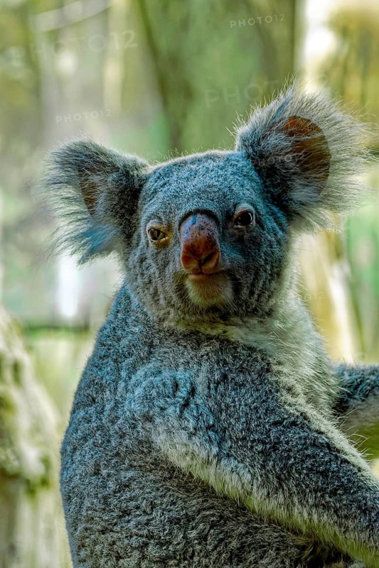 Animal portrait, koala (Phascolarctos cinereus), marsupial mammal, captive, distribution eastern Australia