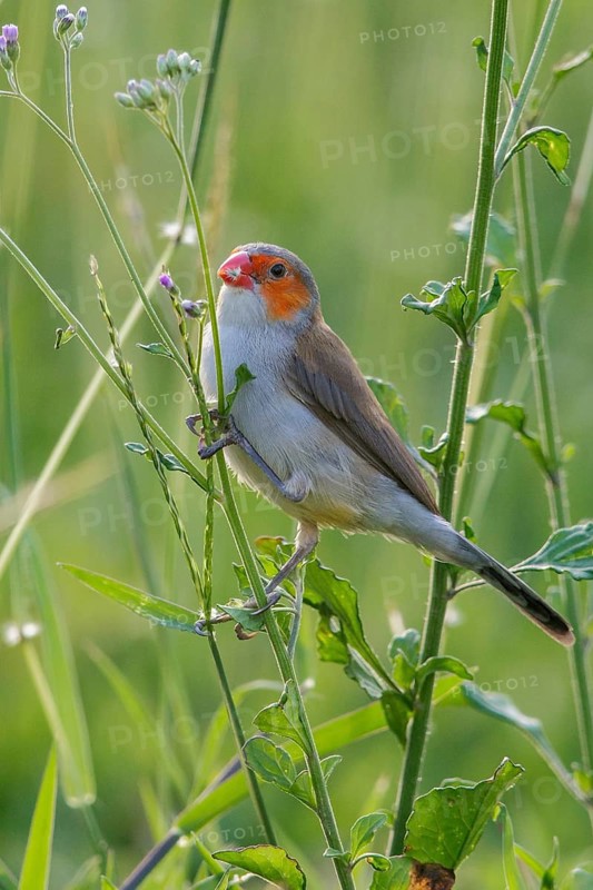 Orange-cheeked Waxbill (Estrilda melpoda) perched on a branch on the Caribbean Island of Martinique