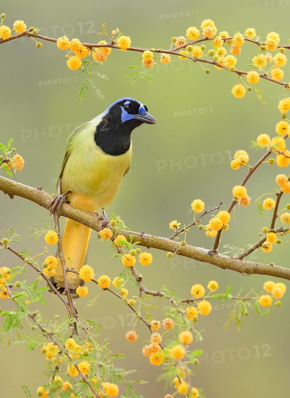 Green Jay (Cyanocorax luxuosus) perched on a flowering branch, Texas, USA