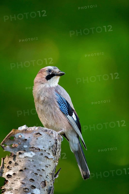 Eurasian Jay (Garrulus glandarius) perched on a stump, Carpathian Mountains, Romania