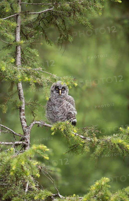 Great Grey Owl (Strix nebulosa) juvenile perched on a branch, British Columbia, Canada
