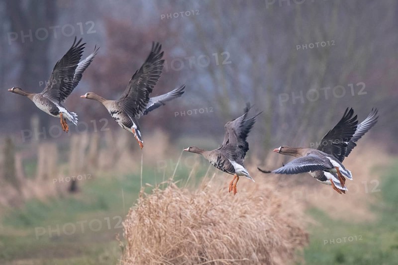 Greater White-fronted Goose (Anser albifrons) group flying, North Rhine-Westphalia, Germany