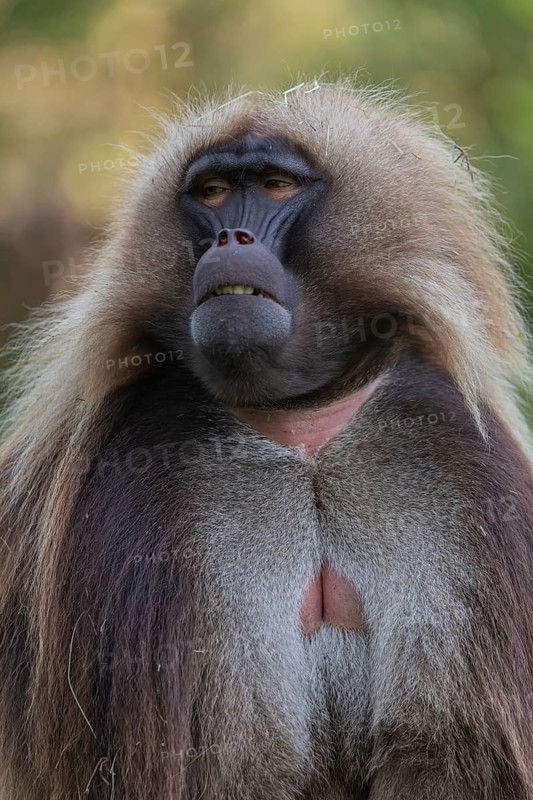 Portrait of an adult male Gelada (Theropithecus gelada), or bleeding-heart monkey