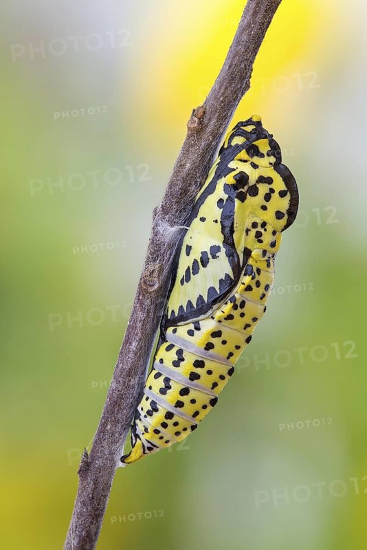 Die Gürtel-Puppe des Baumweißling (Aporia crataegi)
