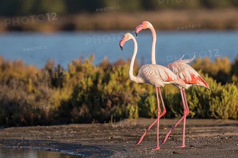 Greater Flamingo (Phoenicopterus roseus), Sardinia, Italy