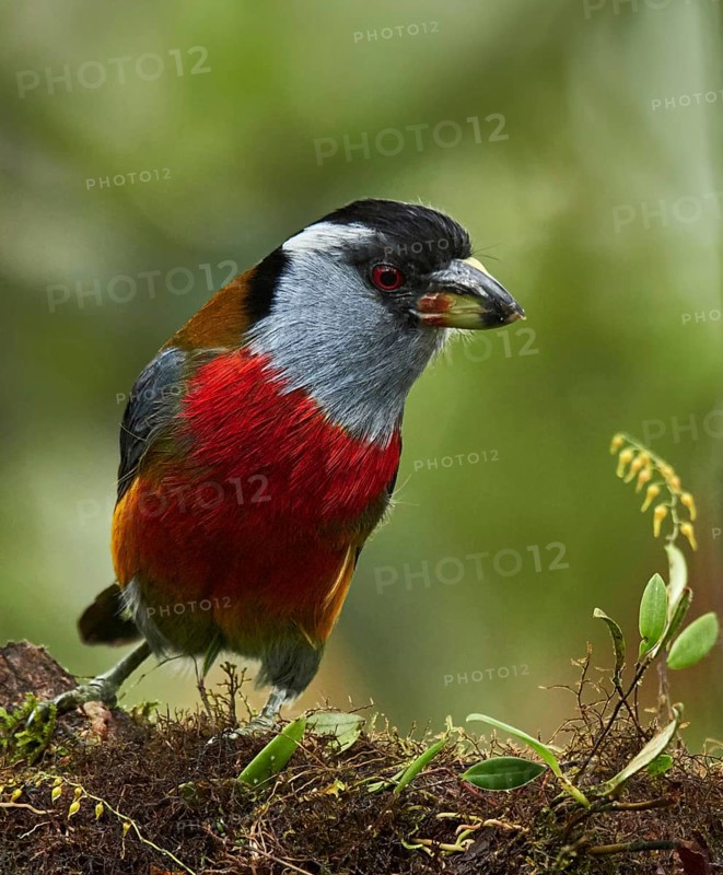 Toucan Barbet (Semnornis ramphastinus), Ecuador