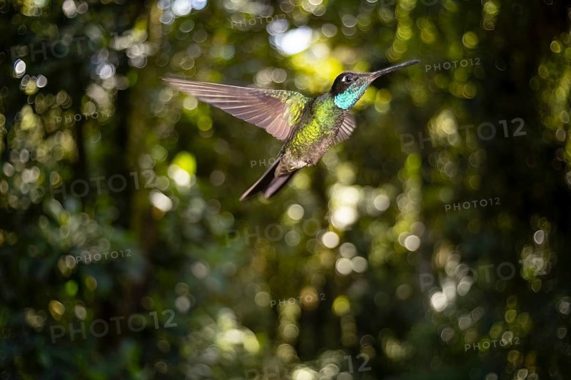 A vibrant Purple Throated Hummingbird gracefully hovers in its natural habitat within the lush cloud forest of Cerro Punta, Panama, showcasing the beauty of wildlife