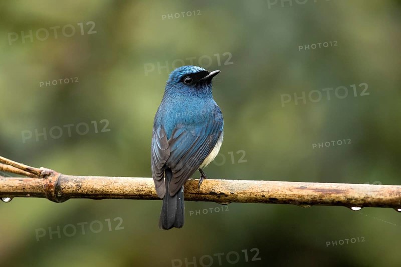 Indigo Flycatcher (Eumyias indigo) perched on a branch, Sabah, Malaysia