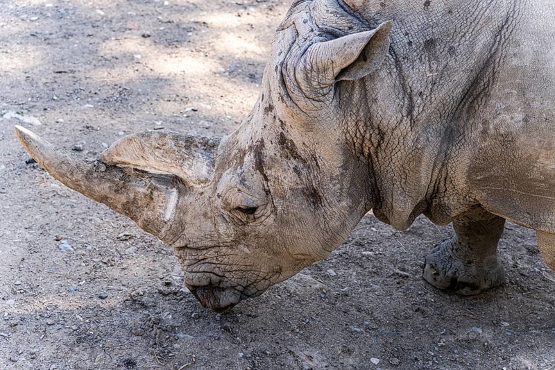 A detailed close-up captures the textured skin and sharp horn of a rhinoceros wandering in its natural habitat, showcasing the rugged beauty and strength of this majestic creature