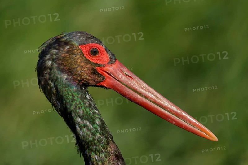 Zwarte Ooievaar portret, Black Stork portret