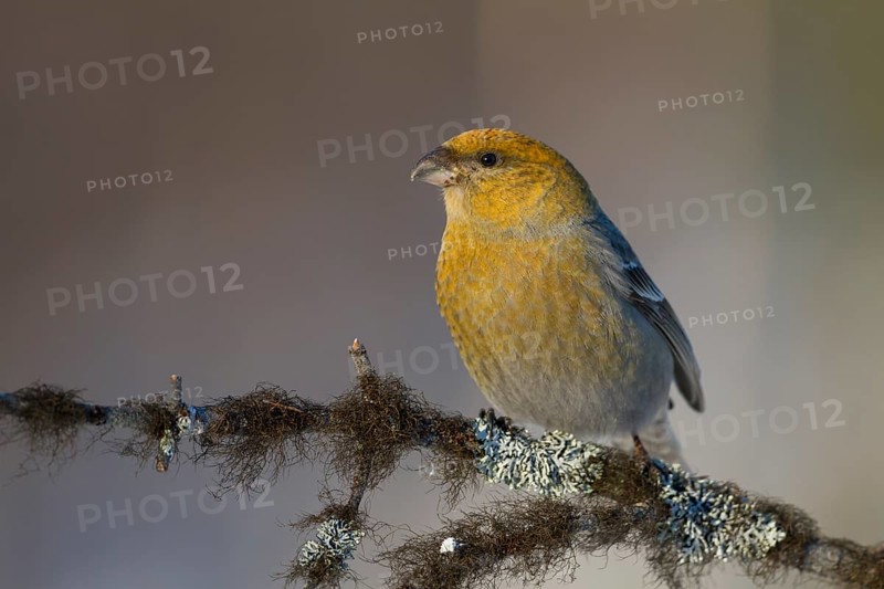 Pine Grosbeak - Hakengimpel - Pinicola enucleator, Finland