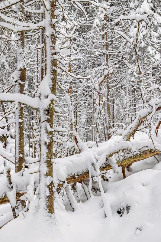 Fallen trees in an old growth forest with deep snow and frosty trees on a cold winter day