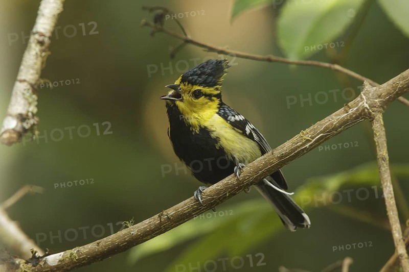 Yellow-cheeked Tit (Machlolophus spilonotus) male singing, Doi Inthanon, Thailand