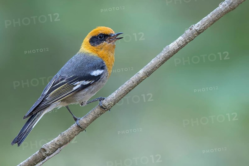 Olive Warbler (Peucedramus taeniatus) perched on a branch in Oaxaca, Mexico