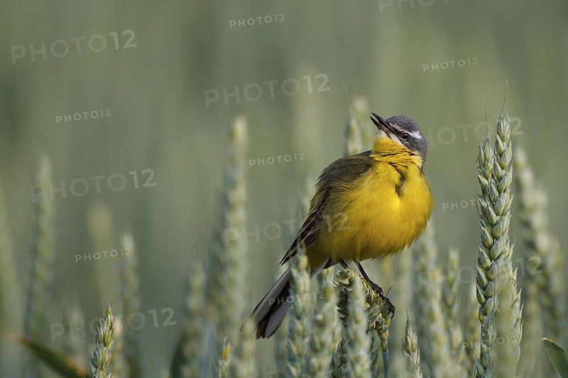 Western Yellow Wagtail (Motacilla flava) singing, North Rhine-Westphalia, Germany