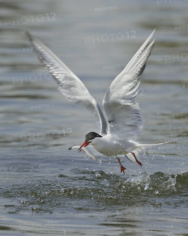 Common Tern (Sterna hirundo) flying, Lower Saxony, Germany