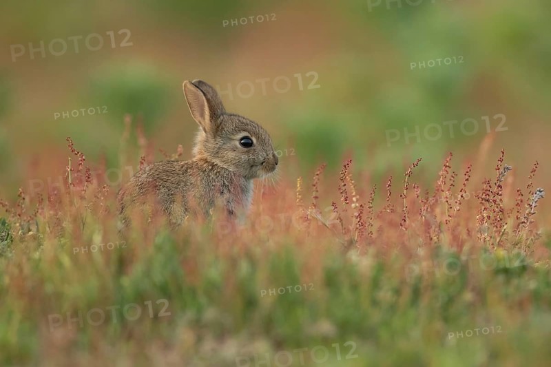 Rabbit (Oryctolagus cuniculus) juvenile baby bunny animal amongst flowering Sorrel flowers in summer, Suffolk, England, United Kingdom