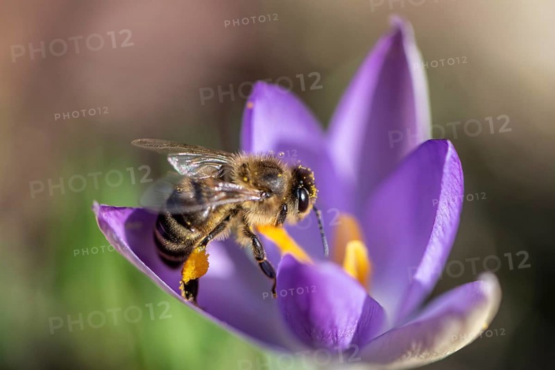 Honey bee (Apis mellifera) on elfin crocus (Crocus tommasinianus), Emsland, Lower Saxony, Germany