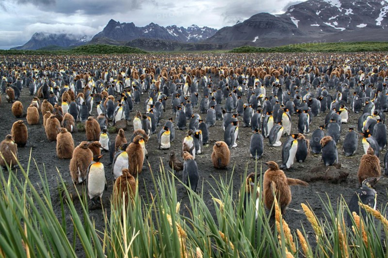 Antarctica, South Georgia, Salisbury Pain, a colony of king penguins (Aptenodytes patagonicus), Salisbury Pain, South Georgia, Antarctica