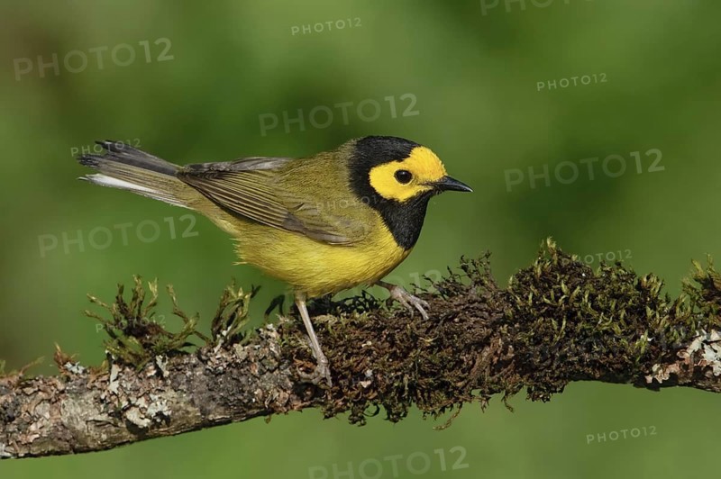 Hooded Warbler (Setophaga citrina) male, Texas, USA