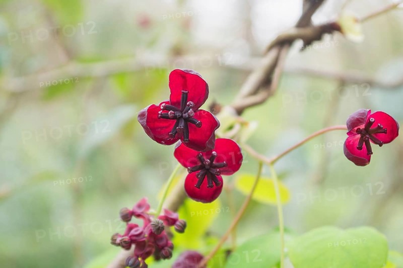 Close-up of vibrant red Akebia quinata flowers on a twisting vine, set against a soft-focus green background, capturing the beauty of springtime in nature