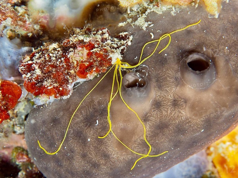 Spaghetti worm (Terebella lapidaria) with conspicuous yellow tentacles on a sea sponge. Dive site Muzil, Stoja, Pula, Croatia, Mediterranean Sea
