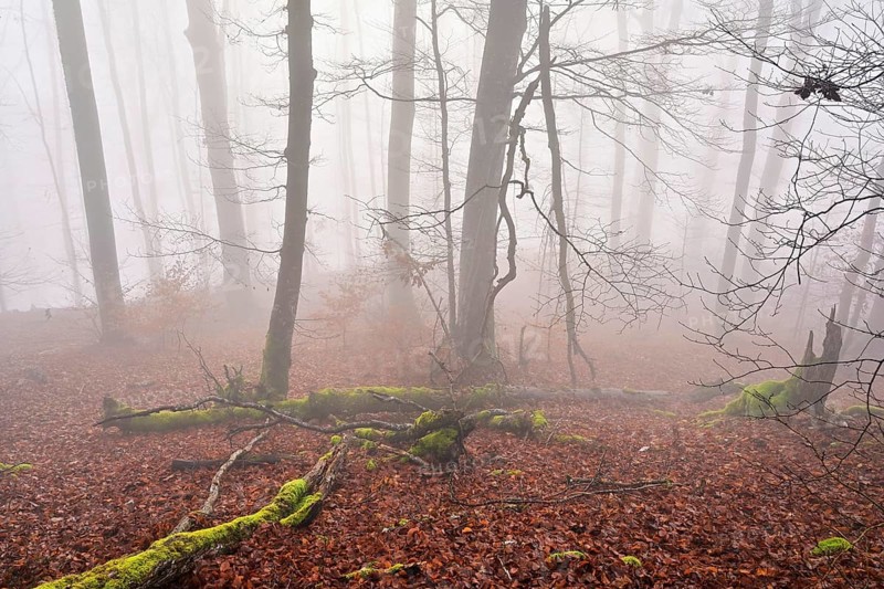 Moss-covered deadwood in foggy forest, Lägerngrat, Baden, Canton of Aargau, Switzerland