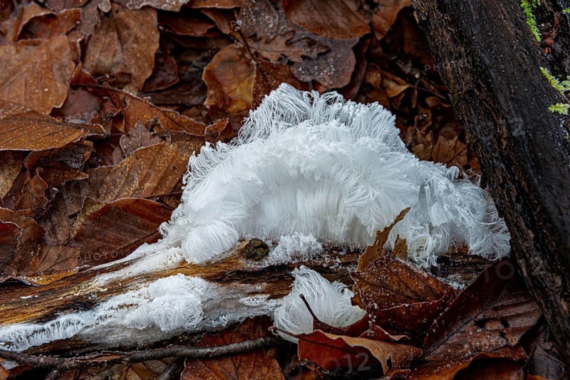 Hair ice on rotten piece of wood in beech leaves, Mönchbruch Nature Reserve, Rüsselsheim am Main, Hesse, Germany
