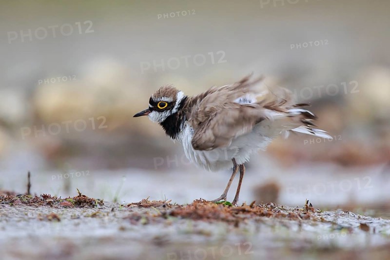 Little Ringed Plover (Charadrius dubius) male shaking its feathers, North Rhine-Westphalia, Germany