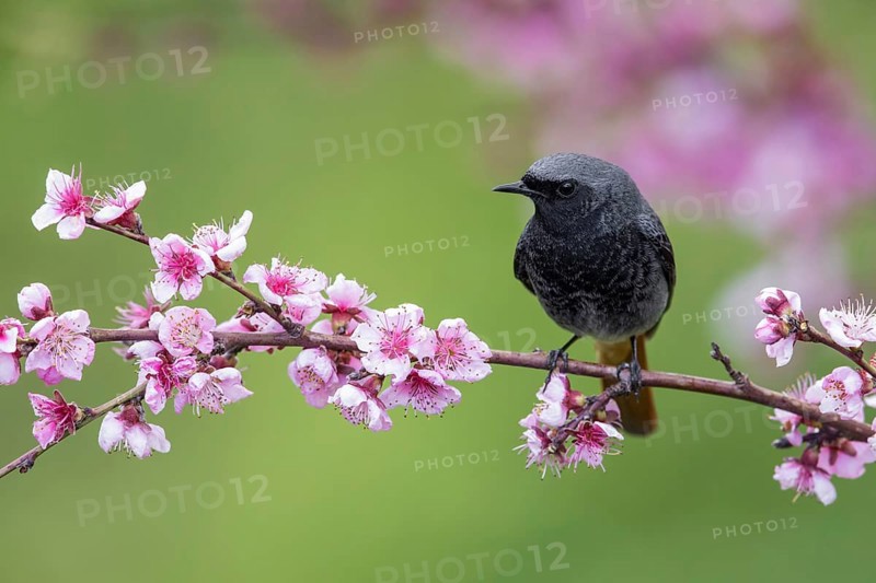 Black Redstart (Phoenicurus ochruros) male perched on a flowering branch, Poland