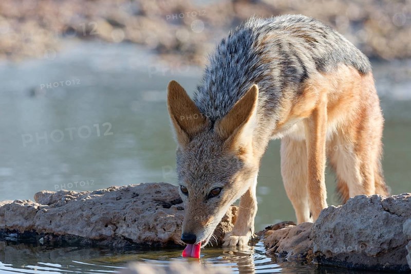 Black-backed jackal (Lupulella mesomelas), adult animal, drinking at a waterhole, facing camera, evening light, Kgalagadi Transfrontier Park, Northern Cape, South Africa