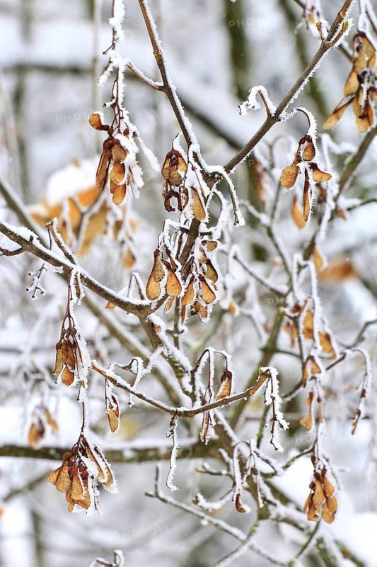 Maple tree in winter, Germany