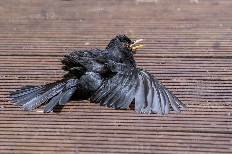 Common Blackbird (Turdus merula) male sunbathing on a wooden terrace, Mecklenburg-Western Pomerania, Germany