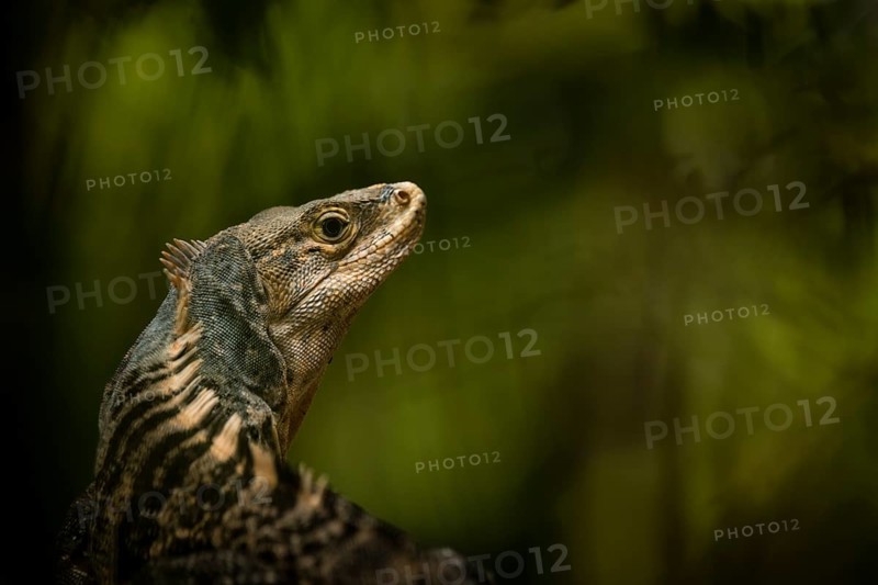Spiny iguana, Manuel Antonio National Park, Costa Rica