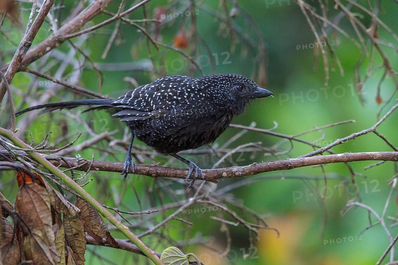 Large-tailed Antshrike (Mackenziaena leachii) perched on a branch in the Atlantic rainforest of southeast Brazil
