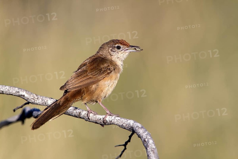 Spinifexbird (Megalurus carteri) with insect prey, Western Australia, Australia