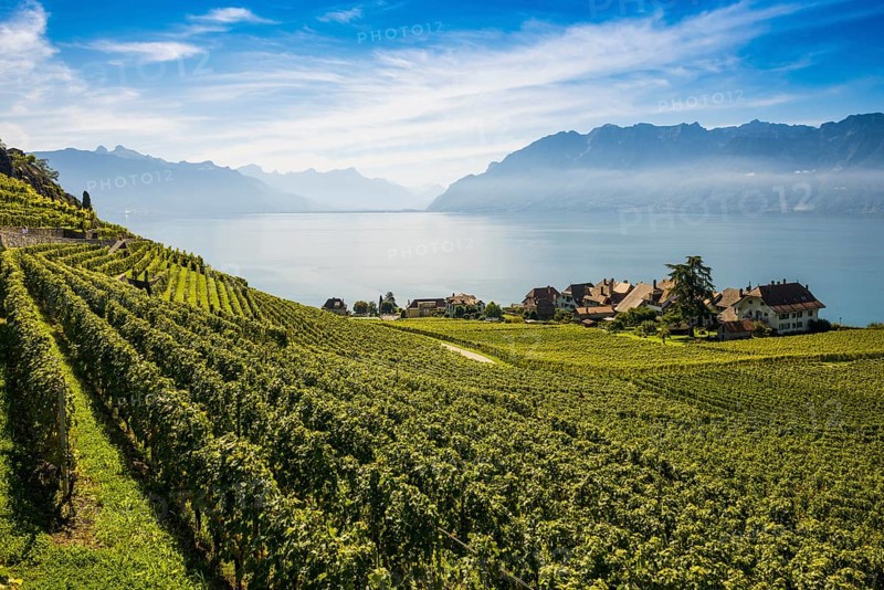 Picturesque village in the vineyards by the lake, Rivaz, Lavaux, UNESCO World Heritage Site, Lake Geneva, Lac Léman, Canton of Vaud, Switzerland