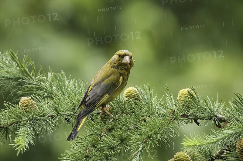 European Greenfinch (Chloris chloris), Lower Saxony, Germany