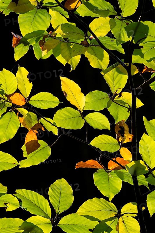 Backlit beech leaves against a black background, Stuttgart, Baden-Württemberg, Germany