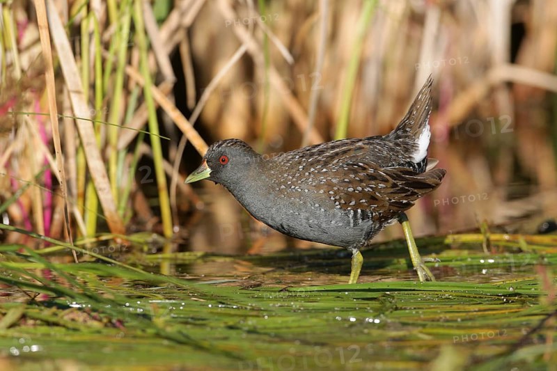Australian Crake (Porzana fluminea) foraging, Victoria, Australia