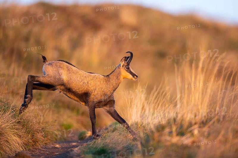 Chamois (Rupicapra rupicapra) on a meadow in the Vosges Mountains, wildlife, France