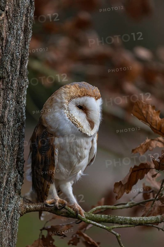 One barn owl (Tyto alba) sitting on a twig of a beech tree with some autumnal coloured leafs