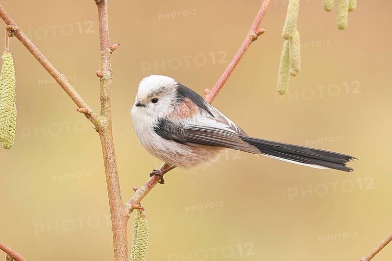 Long-tailed Tit (Aegithalos caudatus) sitting on the bush of a hazelnut (Corylus avellana), Wildlife, Animals, Birds, Tits, Siegerland, North Rhine-Westphalia, Germany