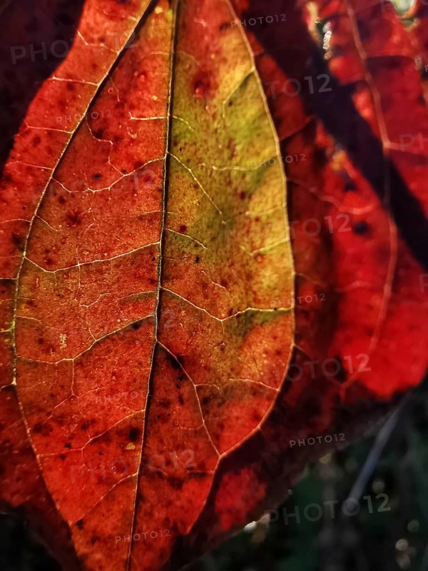 A red autumn leaf with texture in backlight shows its finely branched structure in detail, Frankenwald nature park Park