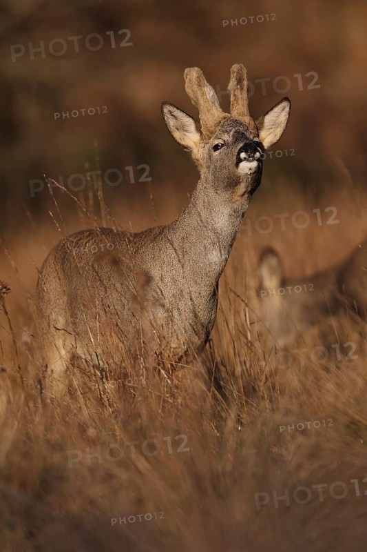 A graceful roe deer stands alert in a sunlit field during autumn, surrounded by tall grass with golden hues, capturing the essence of serene wildlife in nature