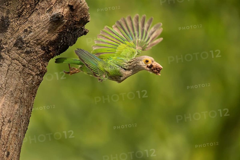 Lineated Barbet (Psilopogon lineatus) flying with food in beak, Chiang Mai, Thailand
