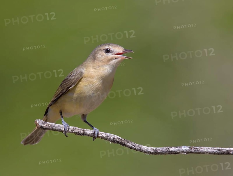 A Warbling Vireo, Vireo gilvus singing from a perch in Saskatoon, Saskatchewan