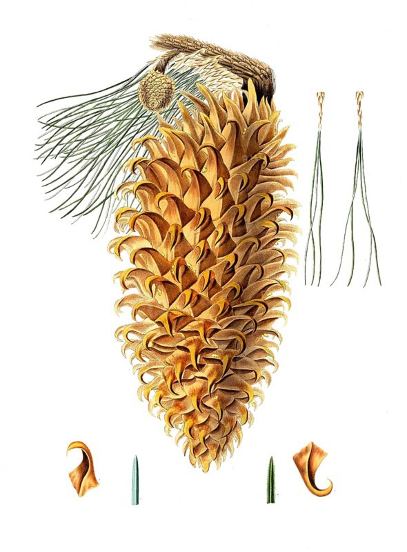 Coulter pine, Pinus coulteri, Coulter pine, big-cone pine, tree, digitally enhanced reproduction of an original by Aylmer Bourke Lambert (1761 - 1842), English botanist, published around 1810