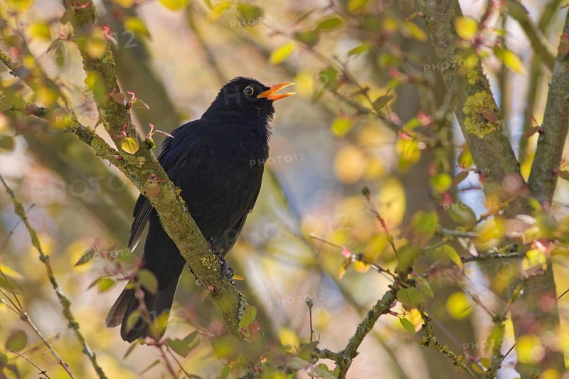 Male common blackbird (Turdus merula) on tree branch in spring sunlight, Bad Salzschlirf, Germany